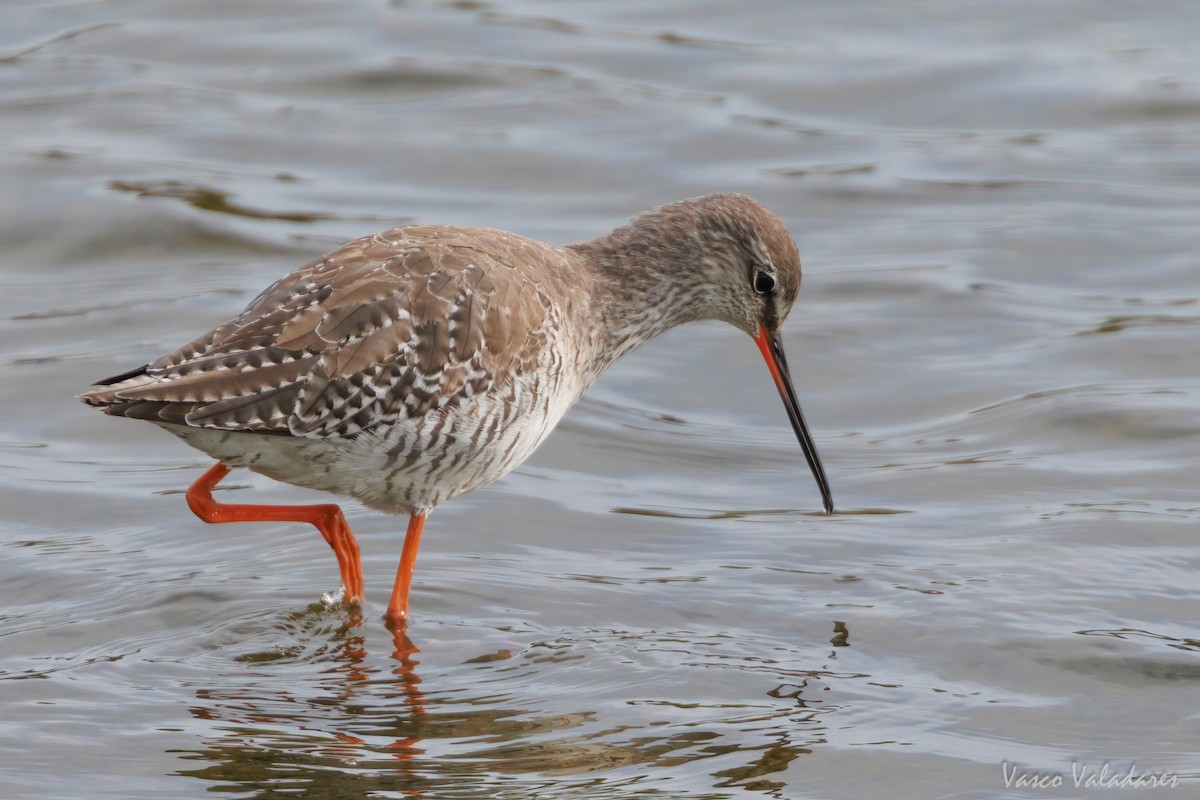 Spotted Redshank - ML616765411