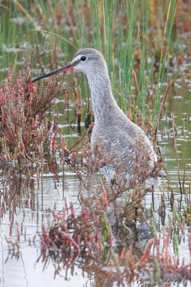 Spotted Redshank - ML616765412