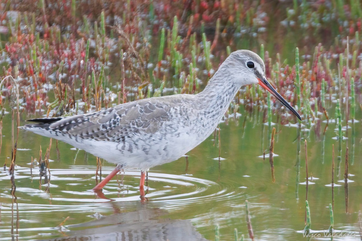 Spotted Redshank - ML616765414