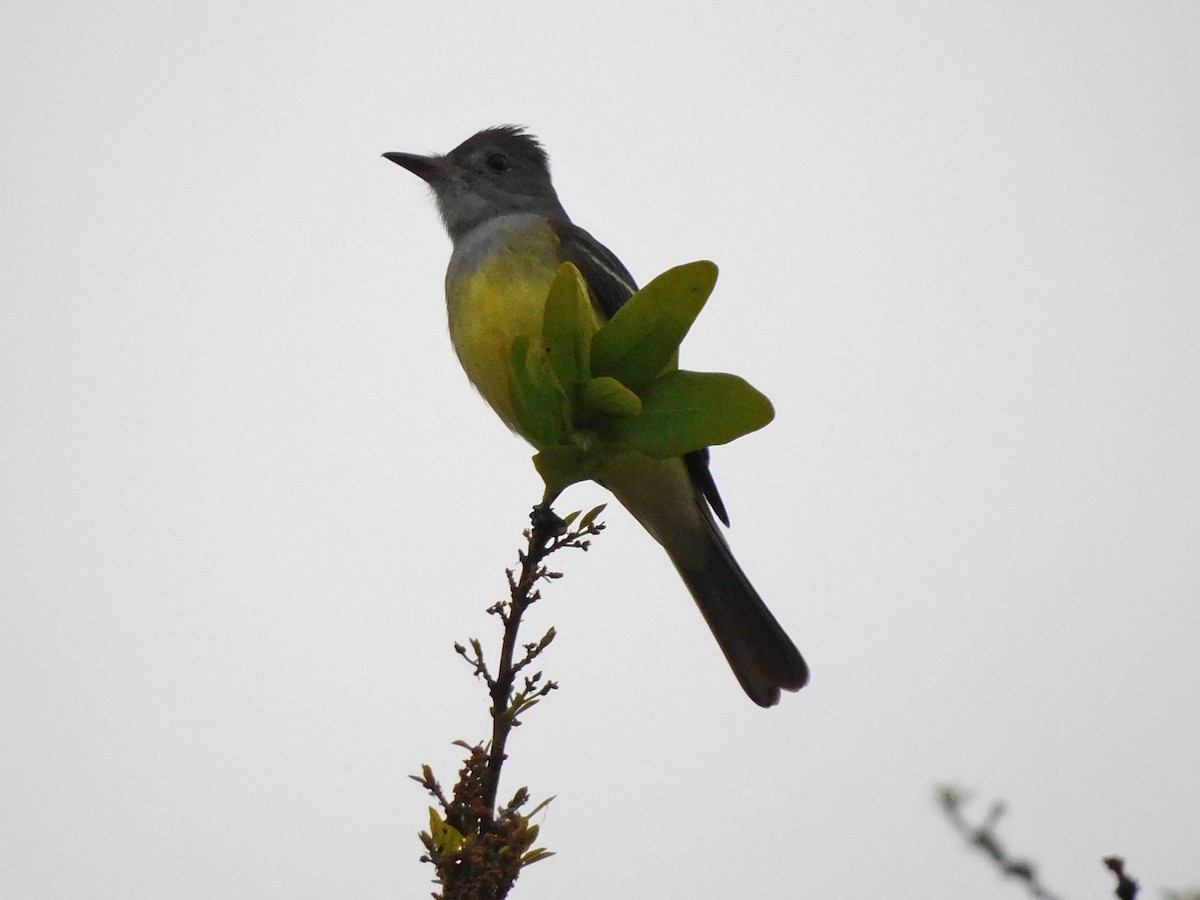 Great Crested Flycatcher - ML616765511
