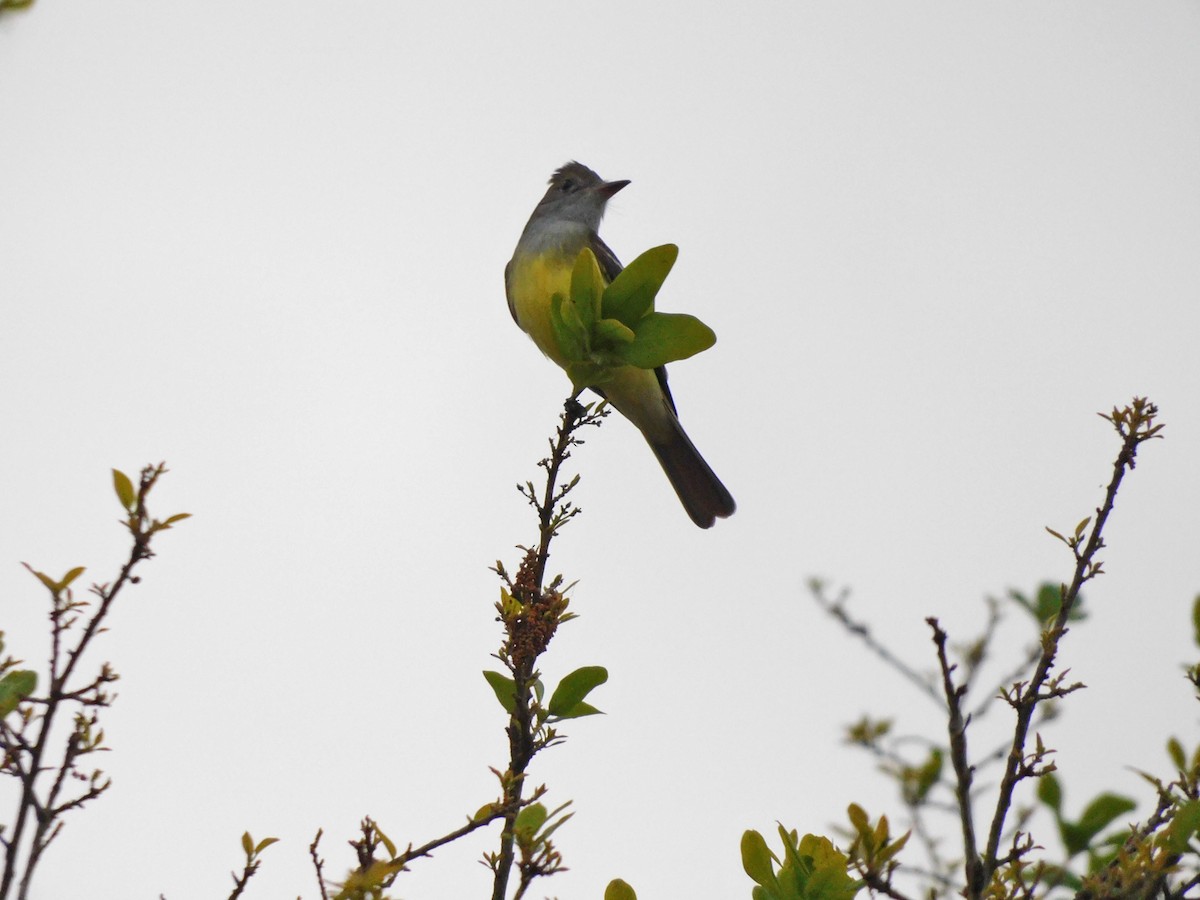 Great Crested Flycatcher - ML616765512