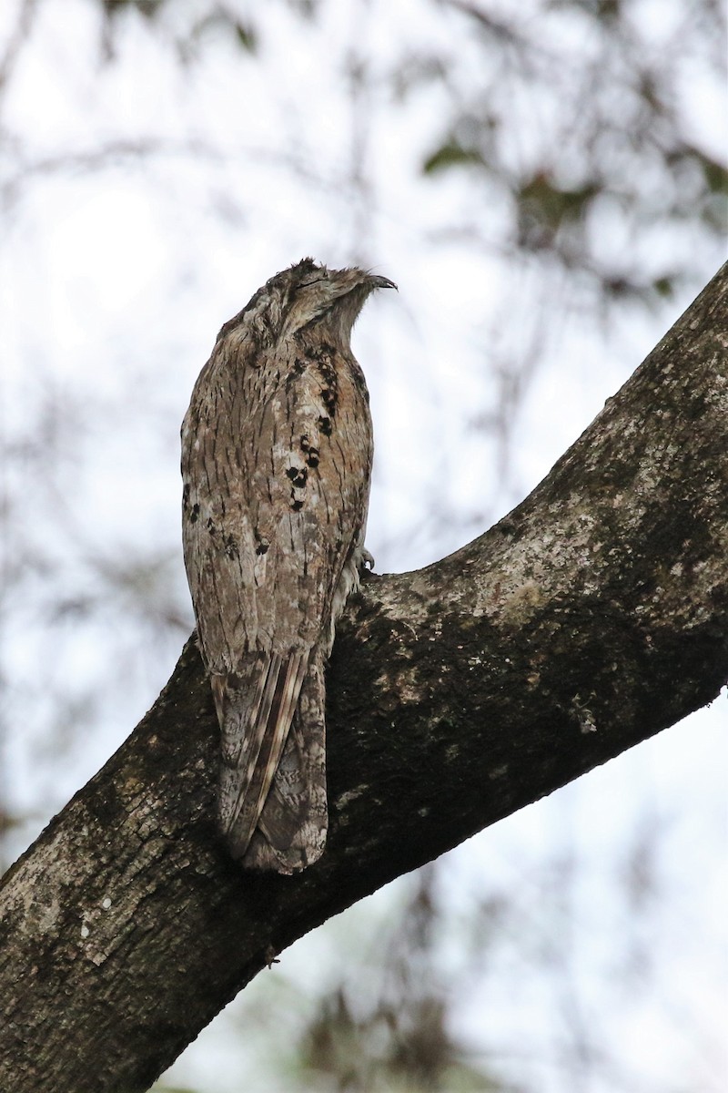Northern Potoo - Brian Gibbons
