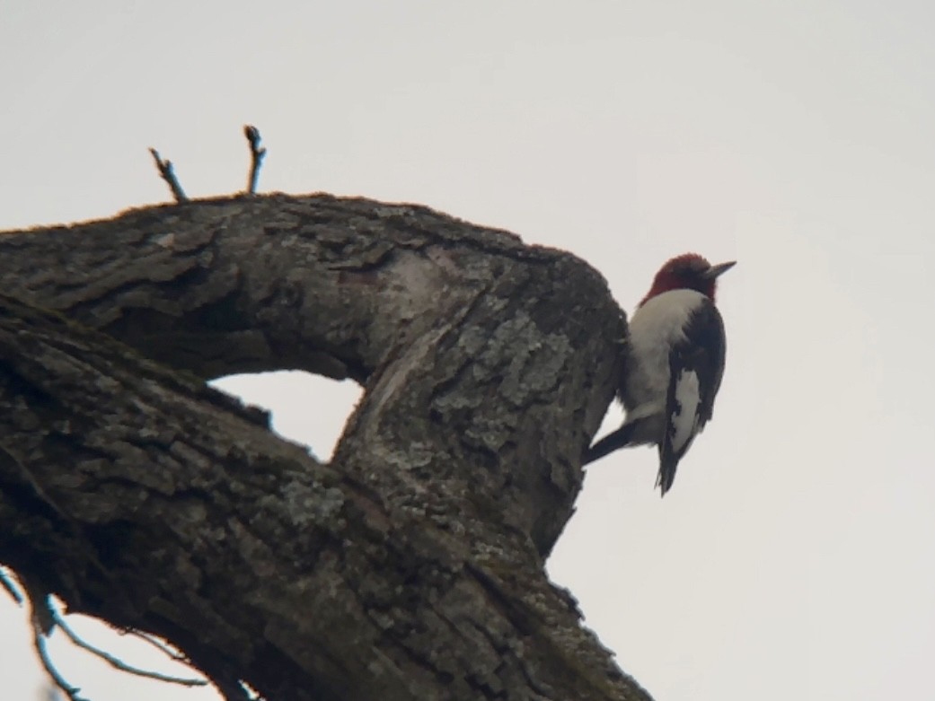 Red-headed Woodpecker - ML616765595