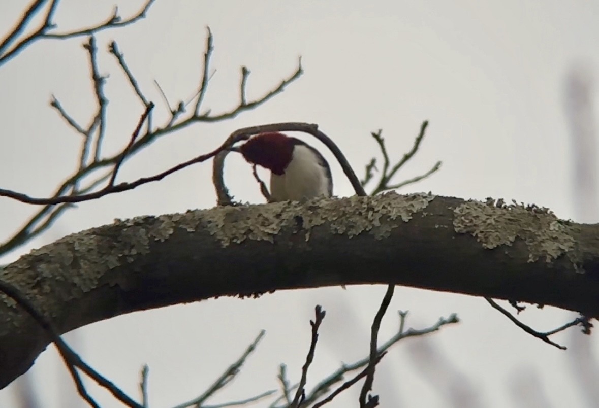 Red-headed Woodpecker - ML616765596