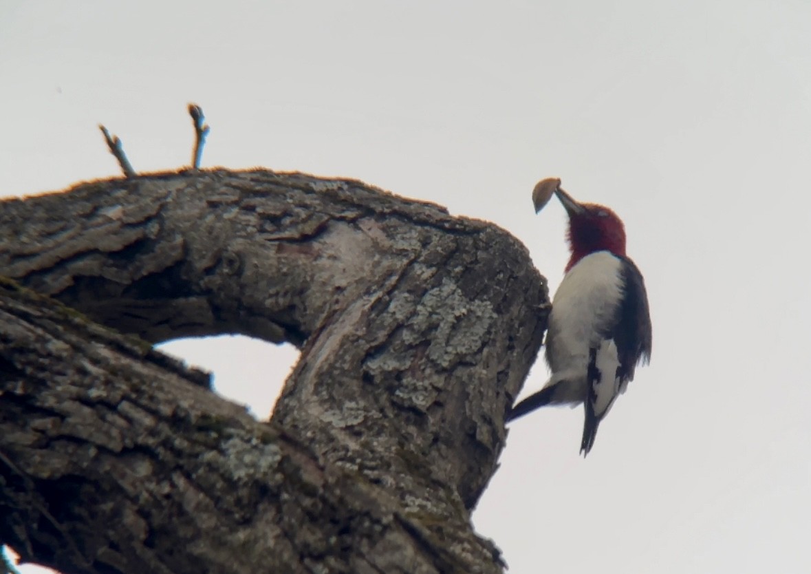 Red-headed Woodpecker - ML616765597