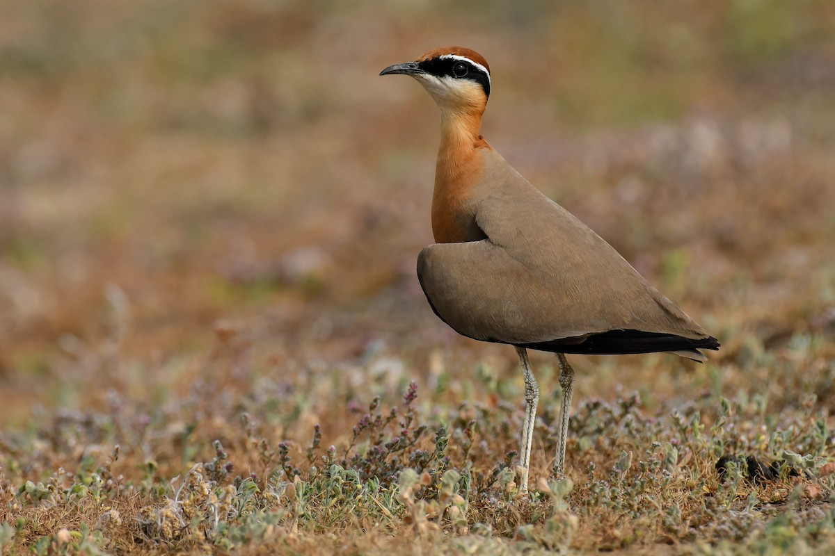 Indian Courser - ML616765634