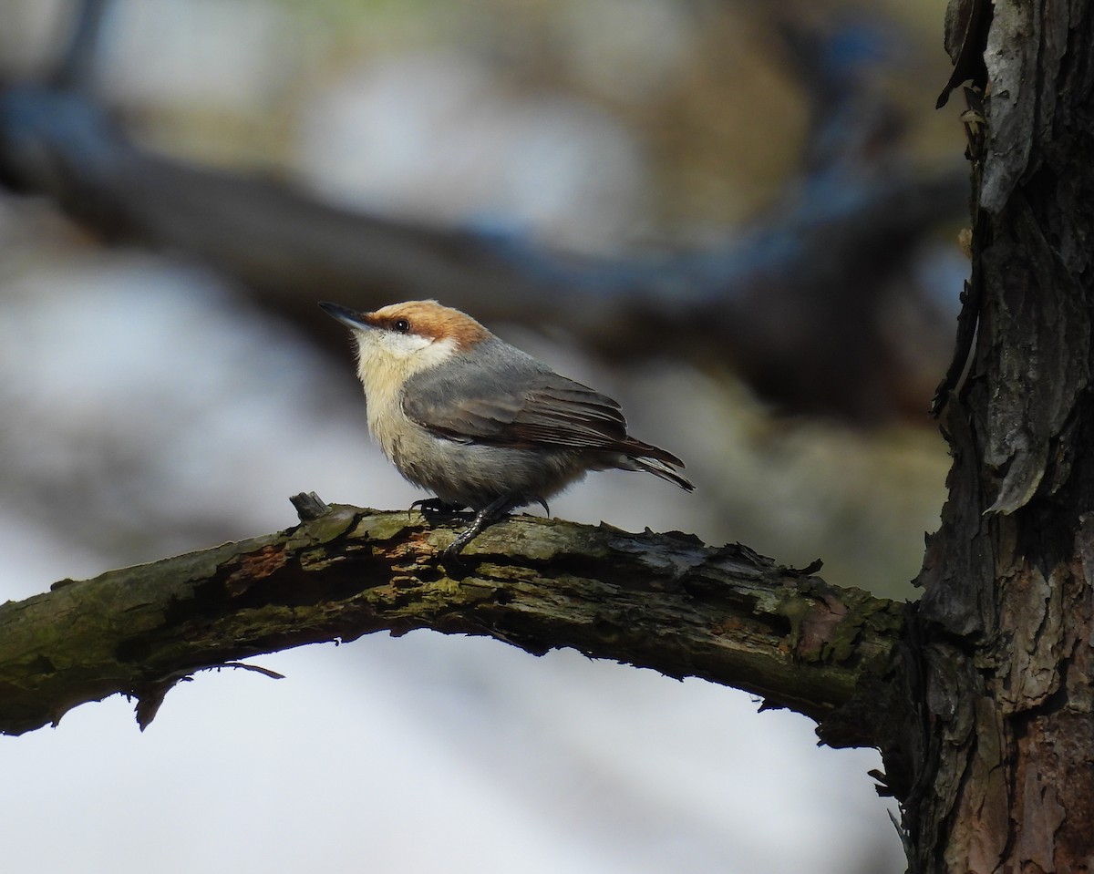 Brown-headed Nuthatch - ML616765664