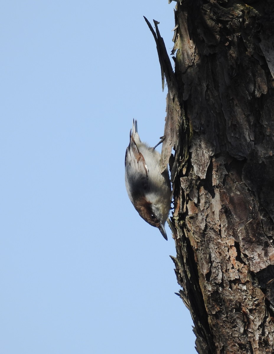 Brown-headed Nuthatch - ML616765665