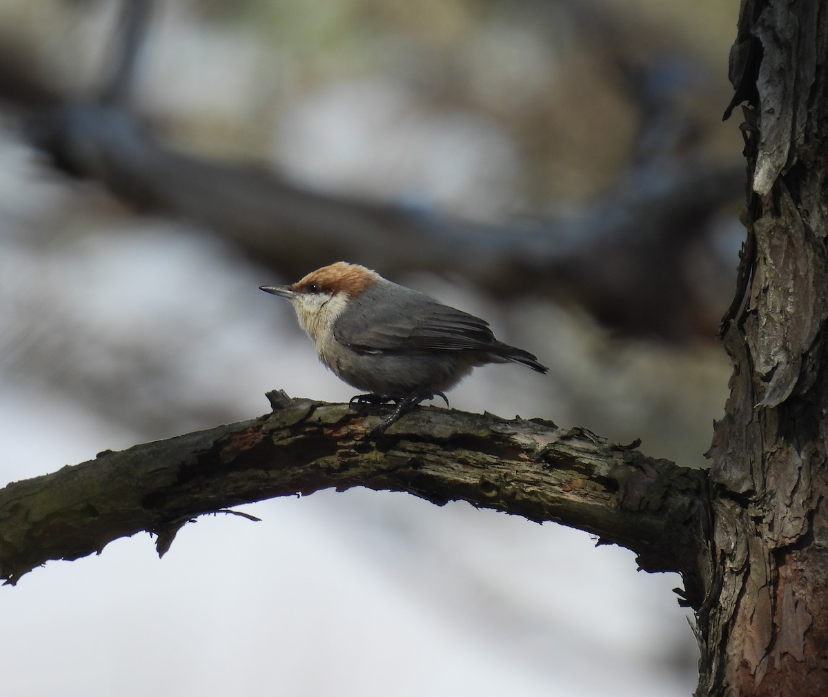 Brown-headed Nuthatch - ML616765666