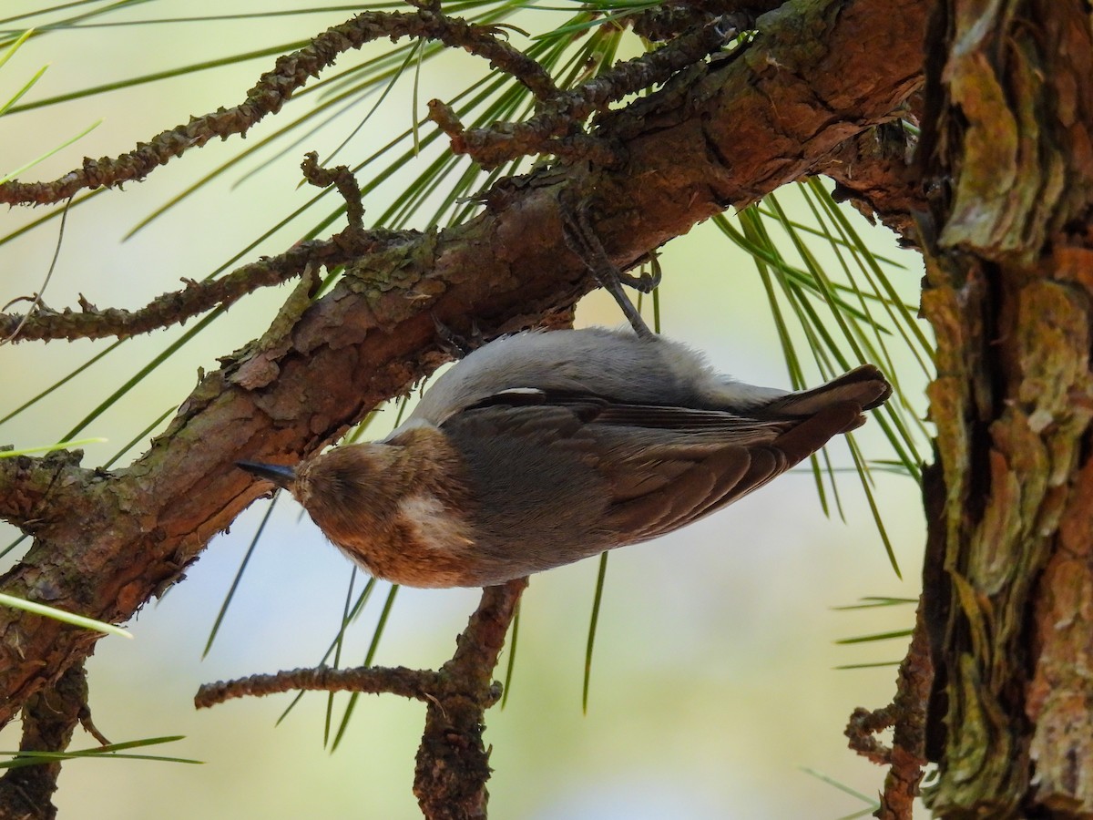 Brown-headed Nuthatch - ML616765667