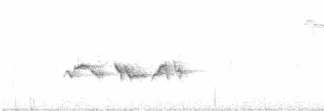 hvitbrynskvett (formosanus) - ML616765721