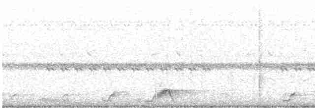 Pauraquenachtschwalbe - ML616765724