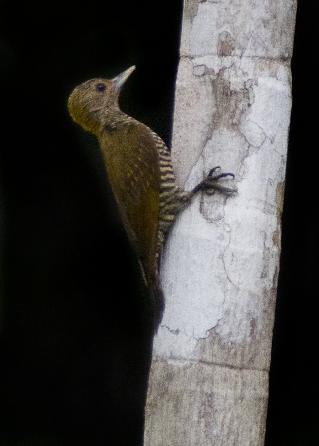Golden-collared Woodpecker - ML616765731