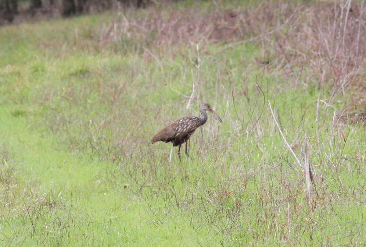 eBird Checklist - 31 Mar 2024 - Sheffield Nelson Dagmar WMA--Mud Slough ...