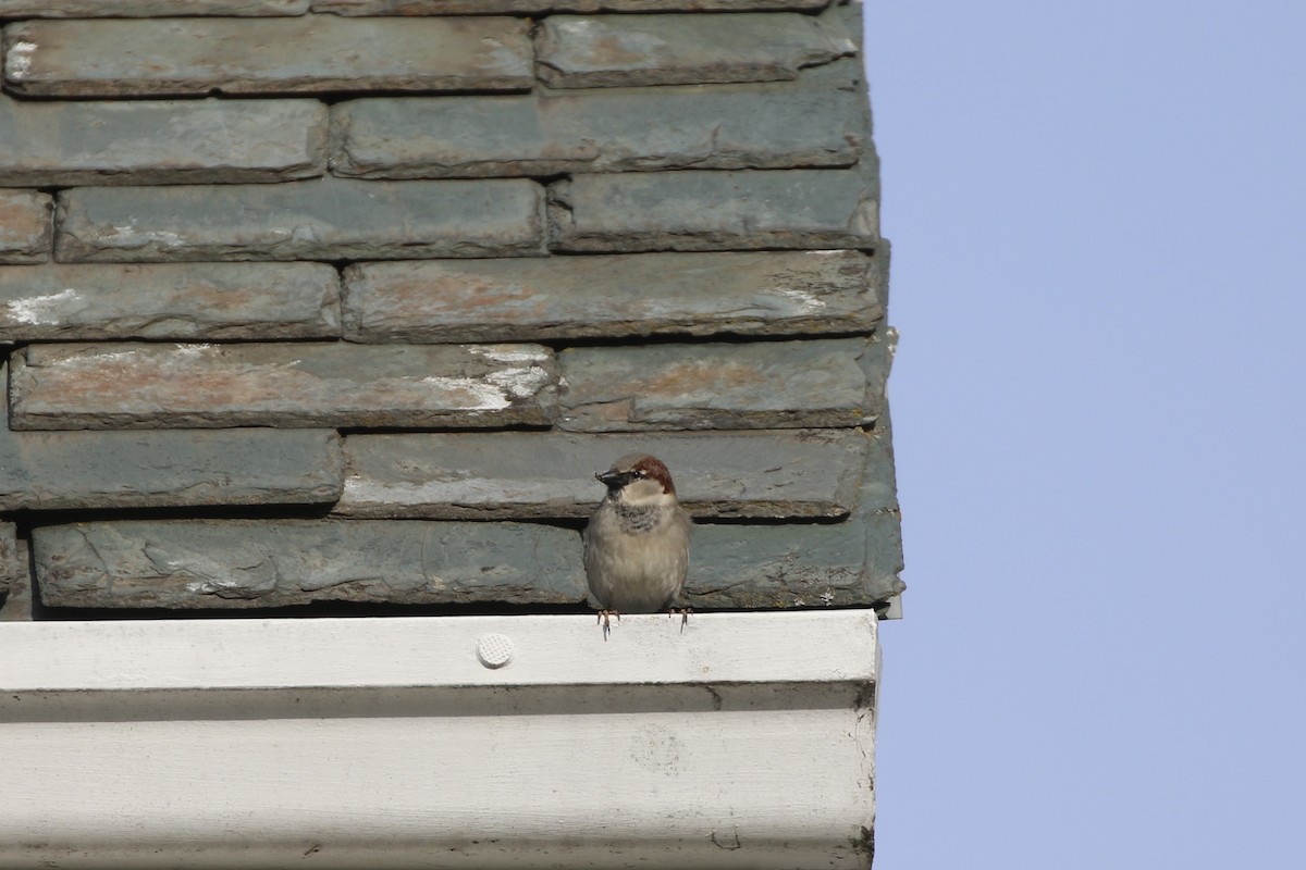 House Sparrow - ML616765946
