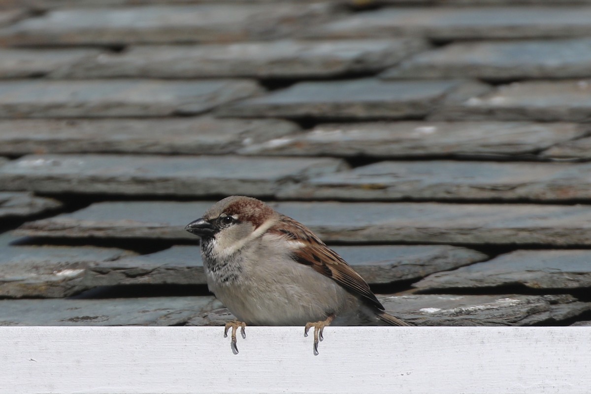 House Sparrow - ML616765956