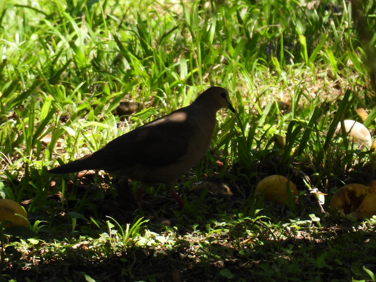 Gray-fronted Dove - ML616765995