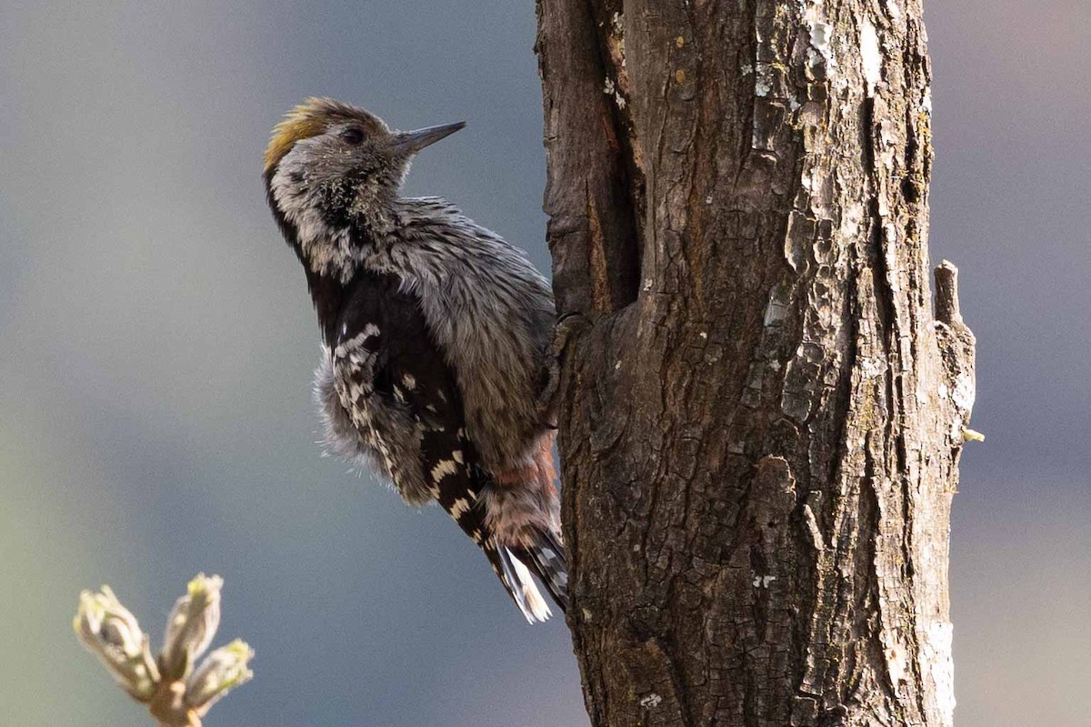 Brown-fronted Woodpecker - ML616766133