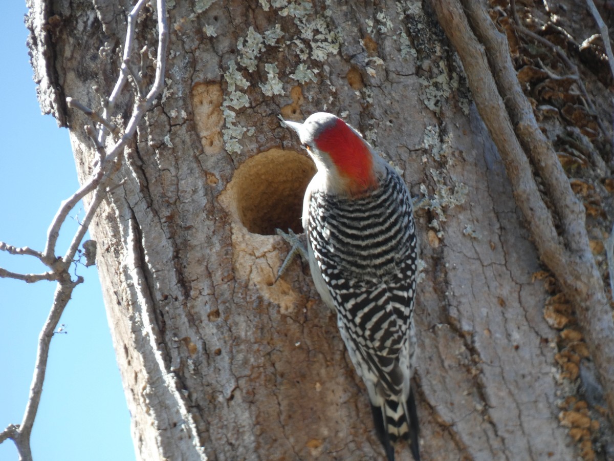 Red-bellied Woodpecker - Kristin Diekmeyer