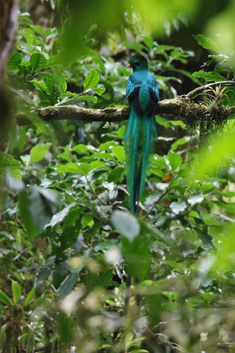 Quetzal resplendissant (mocinno) - ML616766180