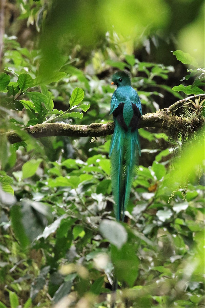 Quetzal resplendissant (mocinno) - ML616766181
