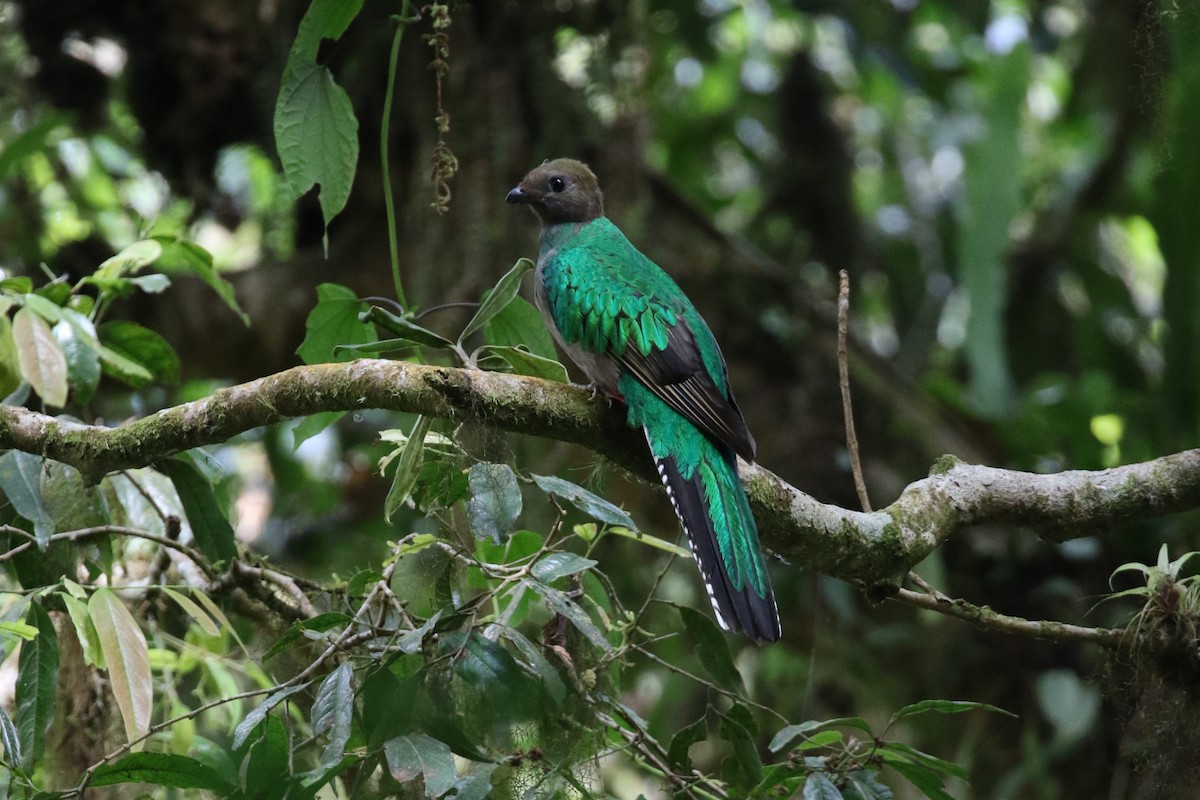 Resplendent Quetzal (Guatemalan) - ML616766182