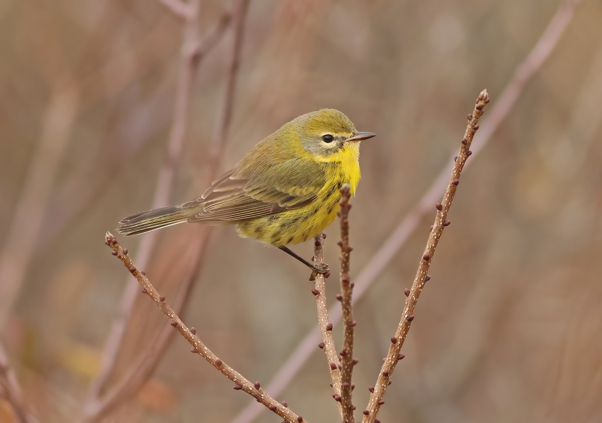 eBird Checklist 17 Dec 2023 East Orleans, Cape Cod, MA 36 species