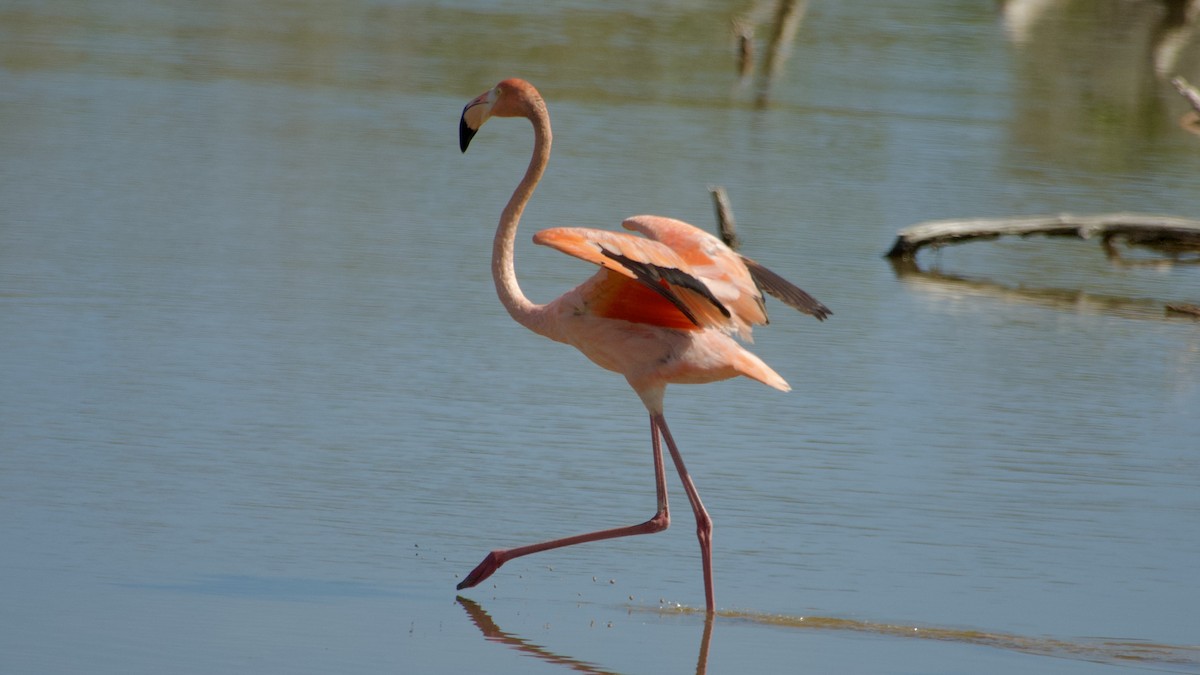 American Flamingo - ML616766273