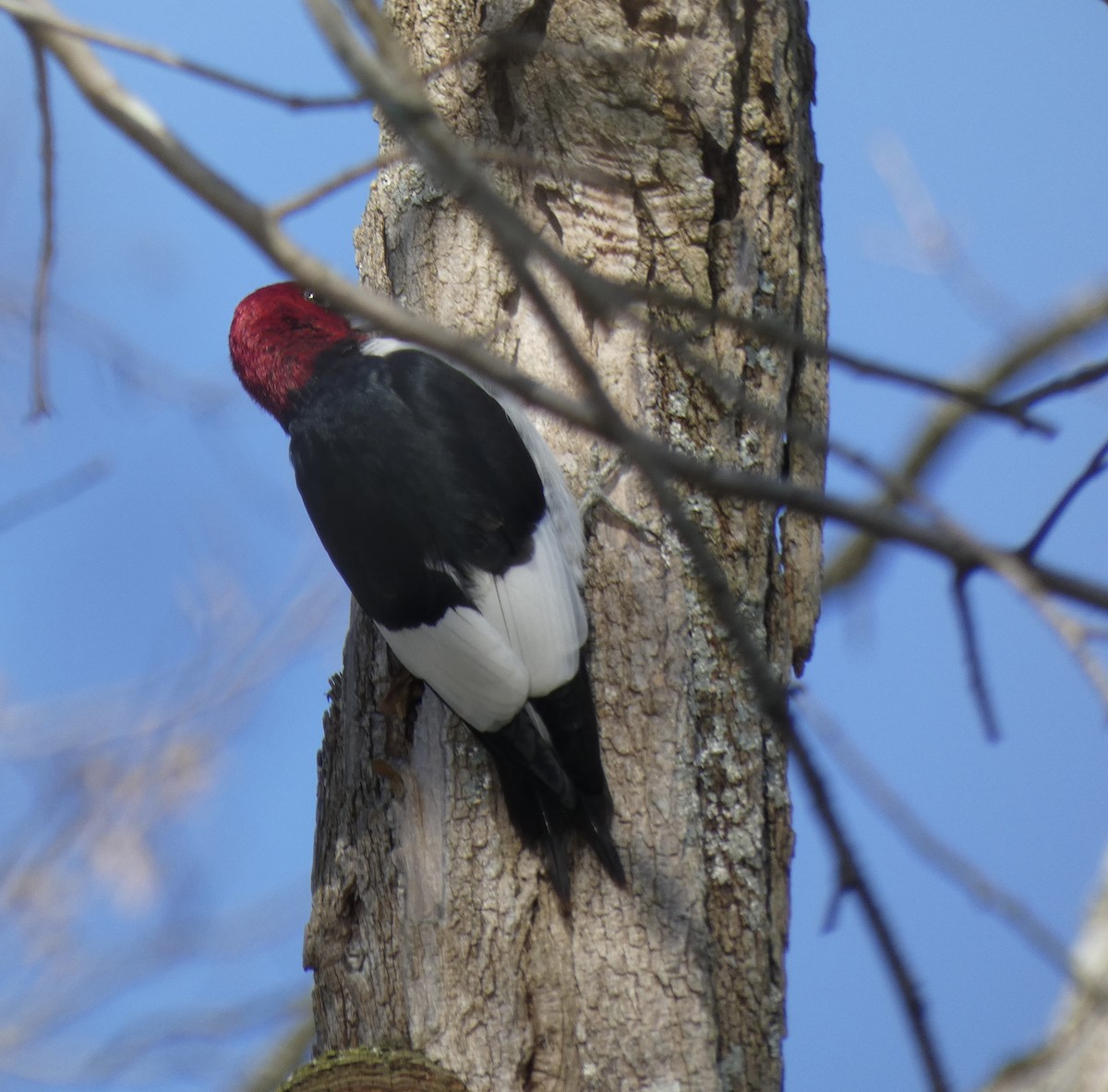 Red-headed Woodpecker - Kristin Diekmeyer