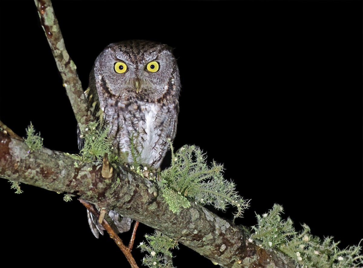 Eastern Screech-Owl - Jeremiah Trimble