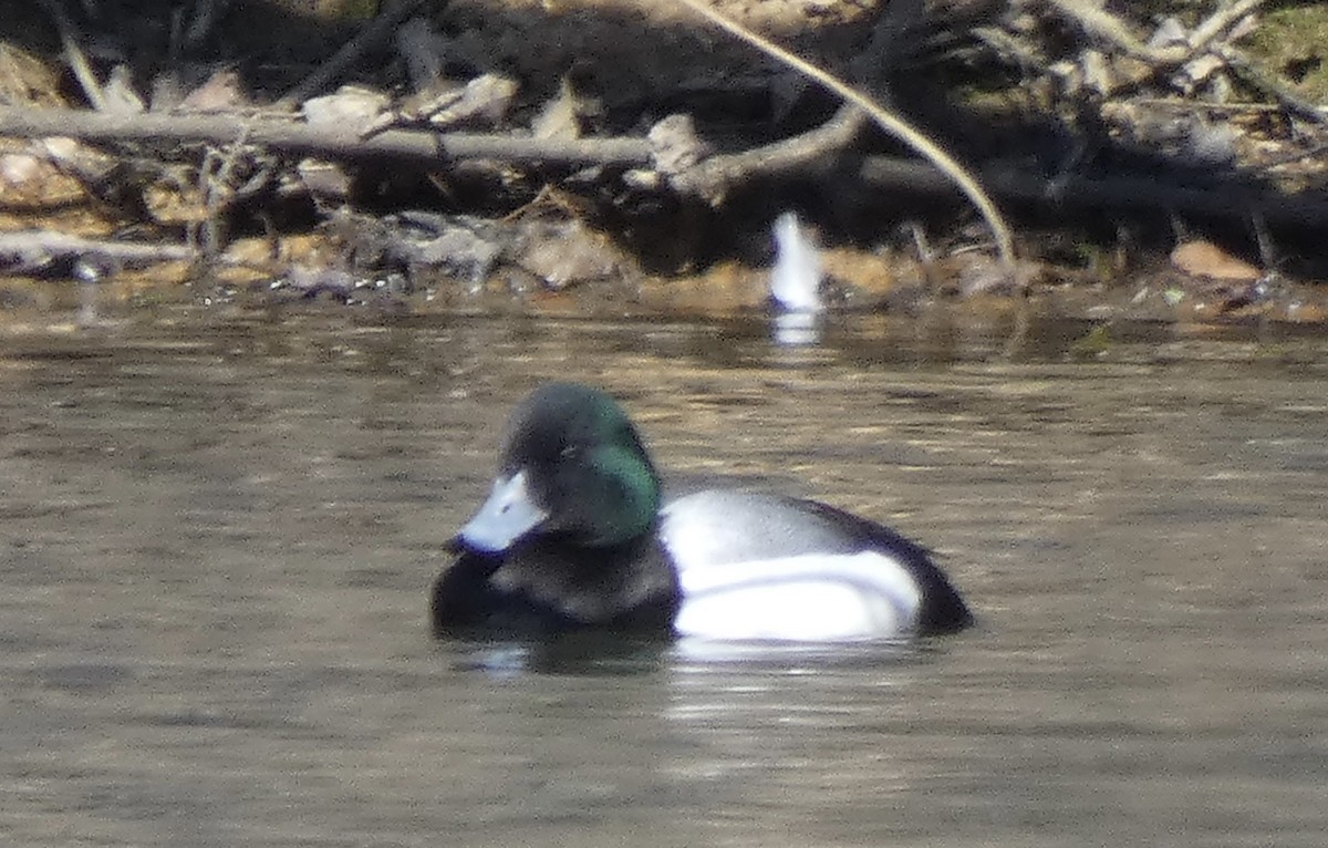 Greater Scaup - ML616766310