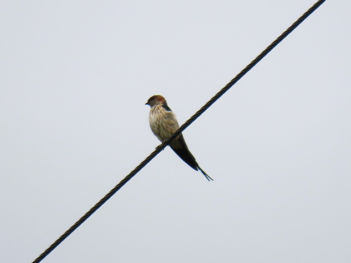 Red-rumped Swallow - ML616766353