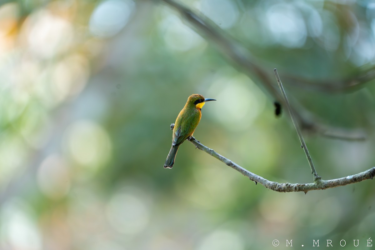 Little Bee-eater - Mohamad Mroué