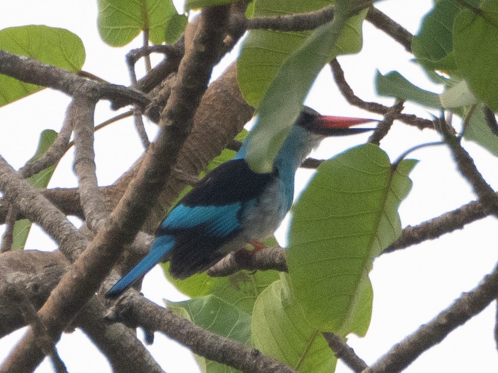 Blue-breasted Kingfisher - ML616766615