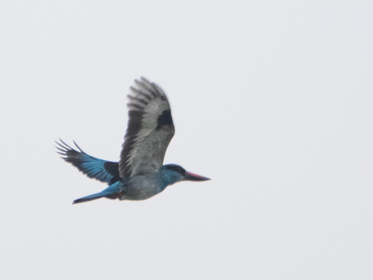 Blue-breasted Kingfisher - ML616766616