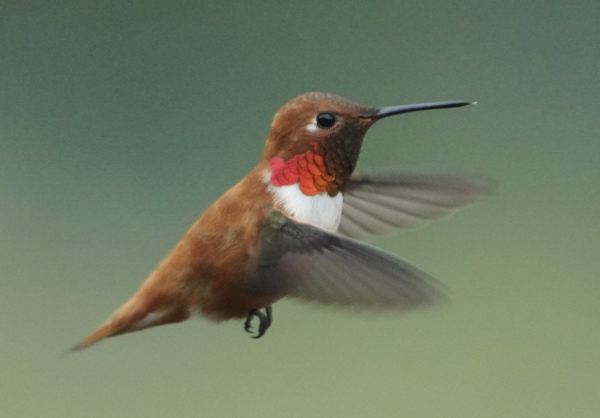 Rufous Hummingbird - ML616766718