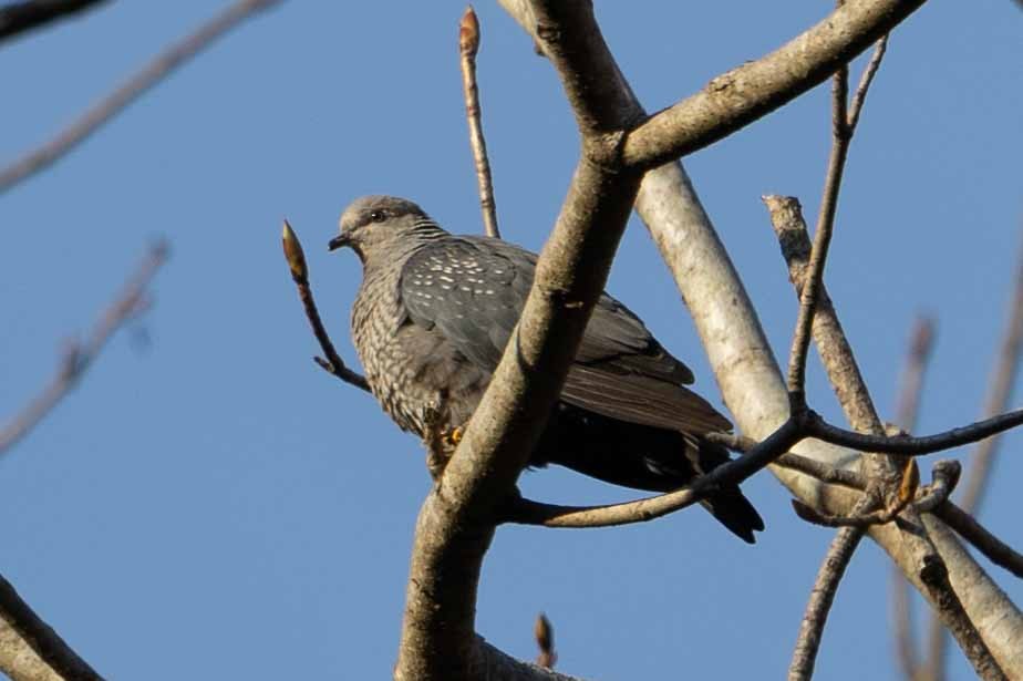 Speckled Wood-Pigeon - ML616766737