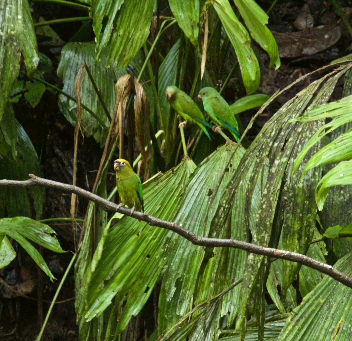 Yellow-crowned Parrot - ML616766914