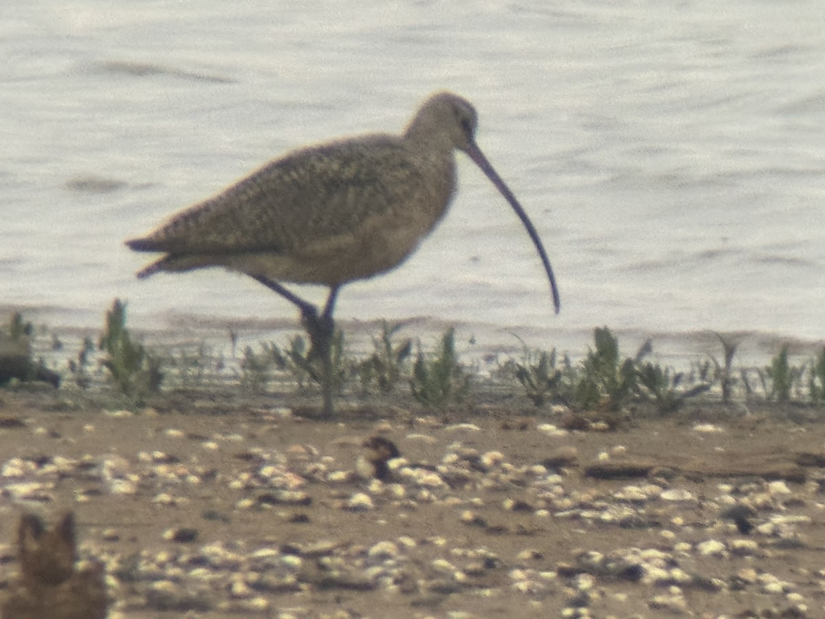Long-billed Curlew - ML616766943