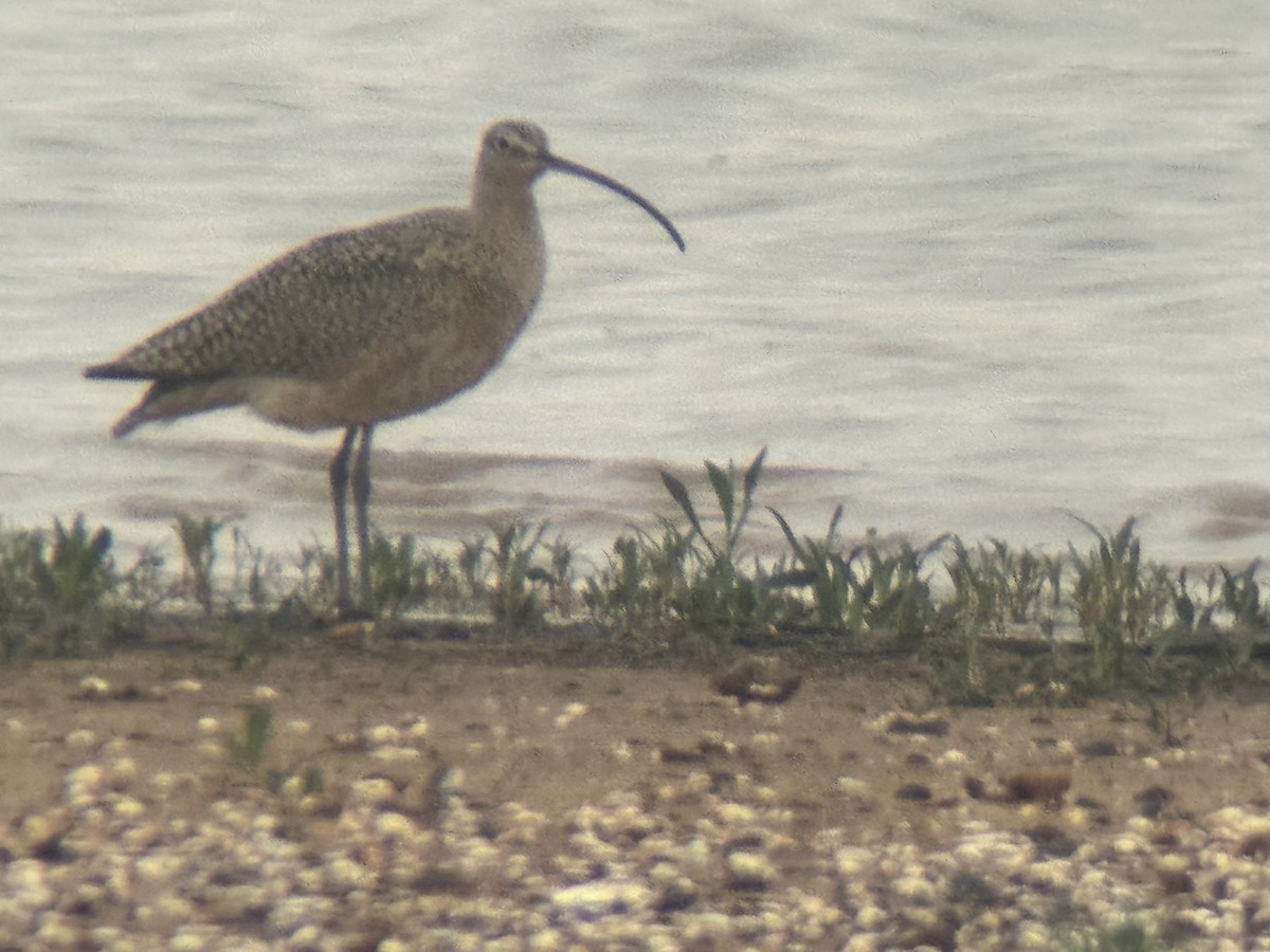 Long-billed Curlew - ML616766944