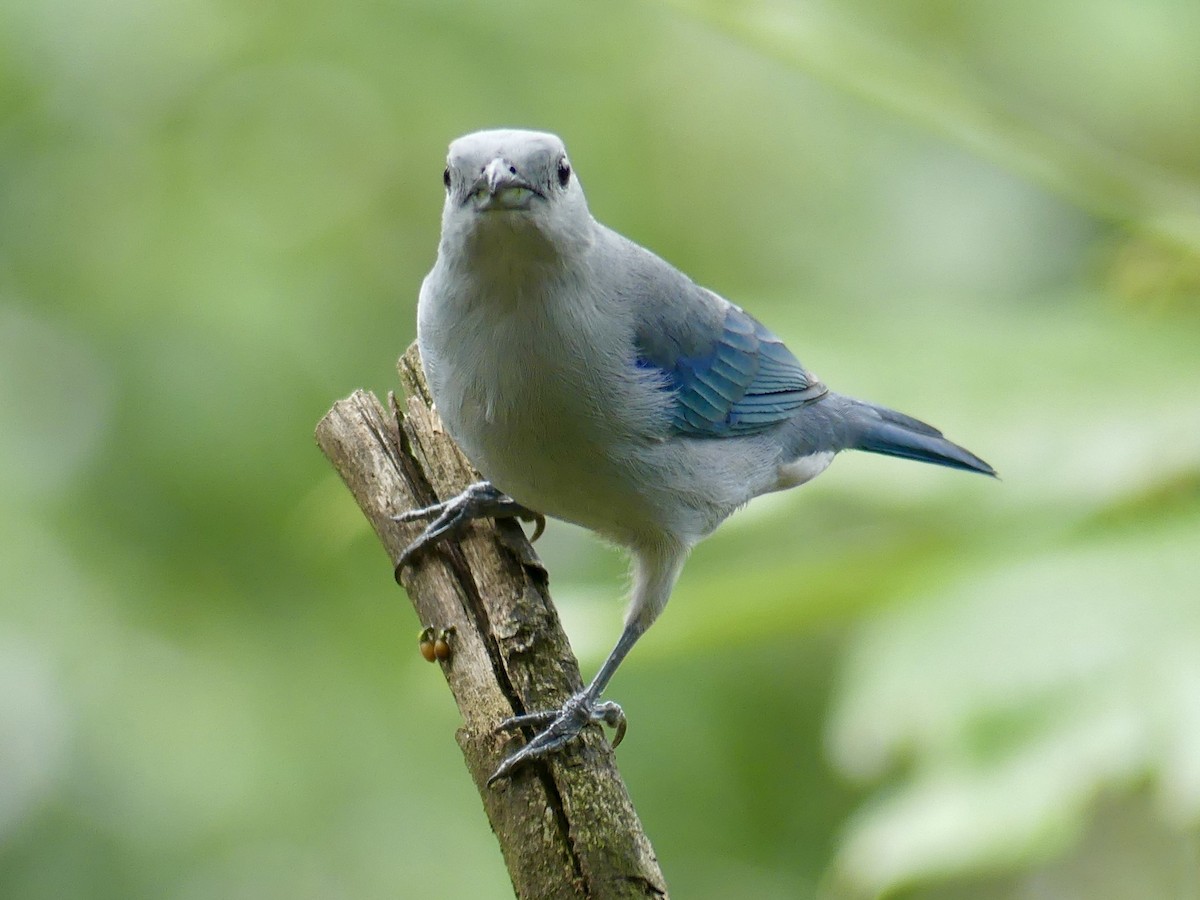 Blue-gray Tanager - ML616766953