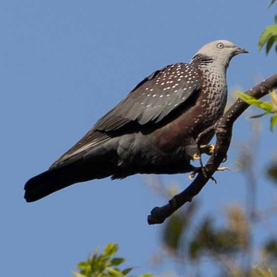 Speckled Wood-Pigeon - ML616766991