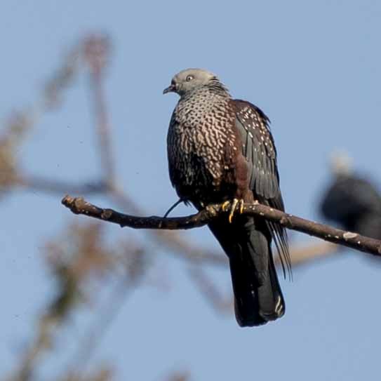 Speckled Wood-Pigeon - ML616766992