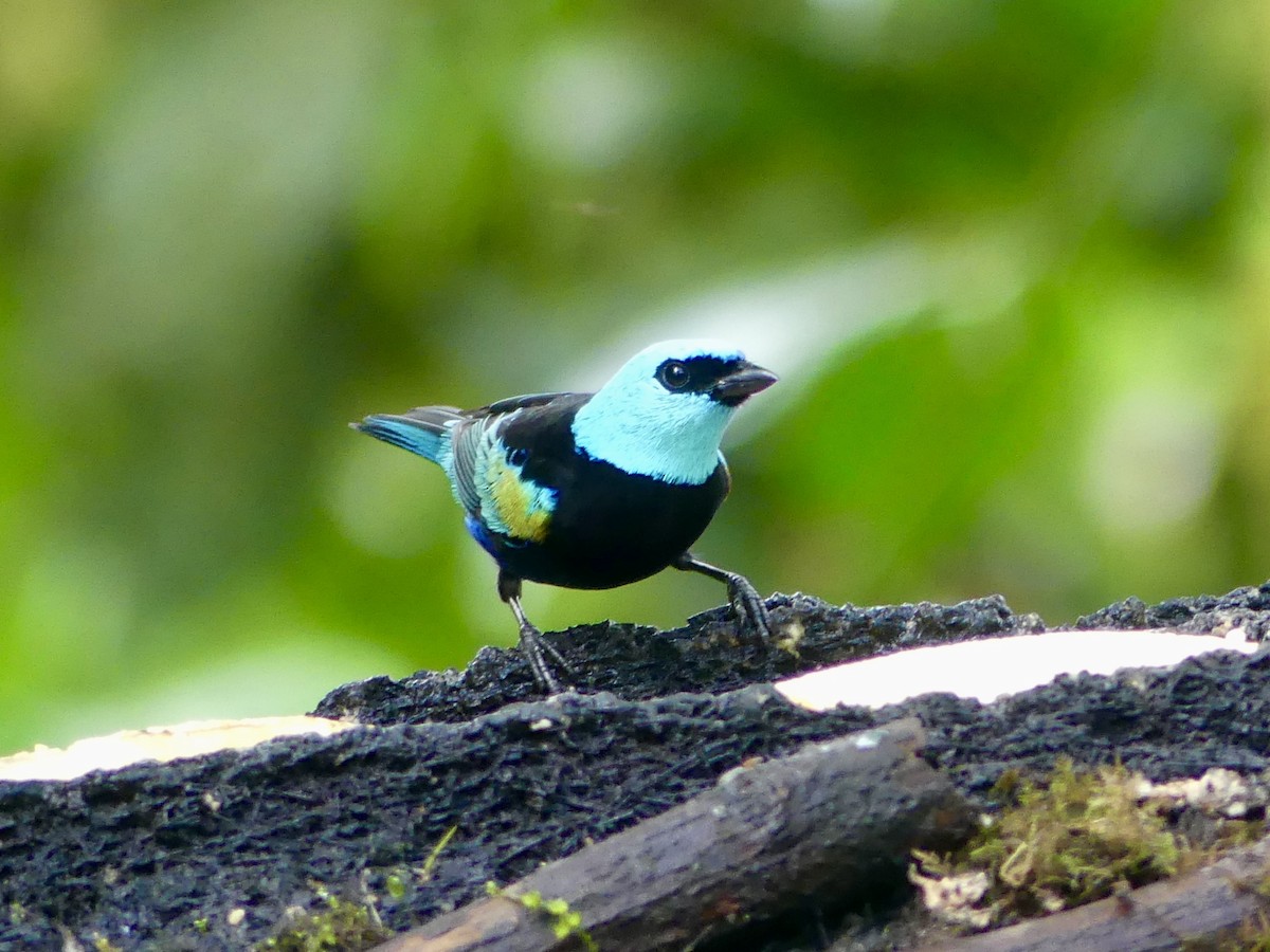 Blue-necked Tanager - ML616767076