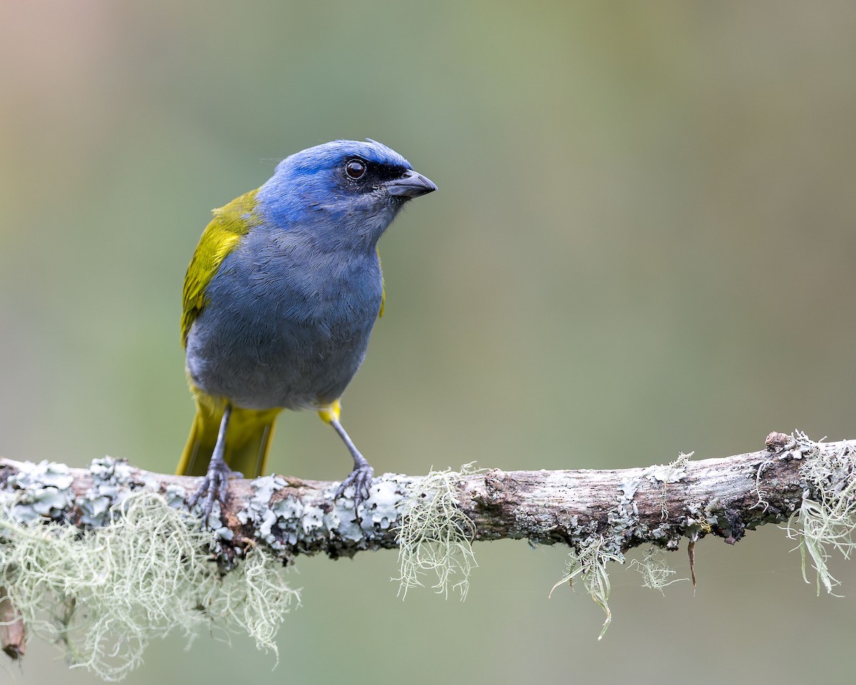 Blue-capped Tanager - ML616767101