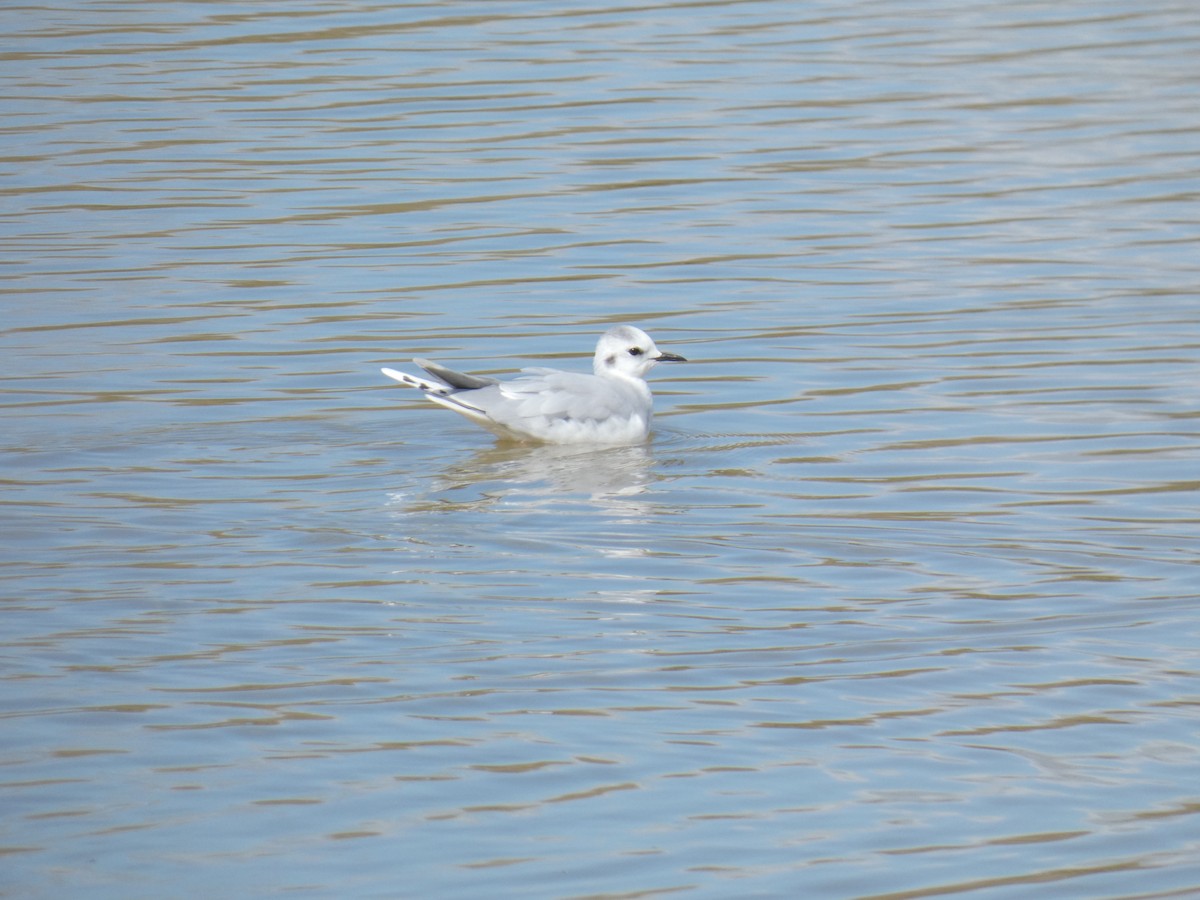 Little Gull - Lukas Le Grice