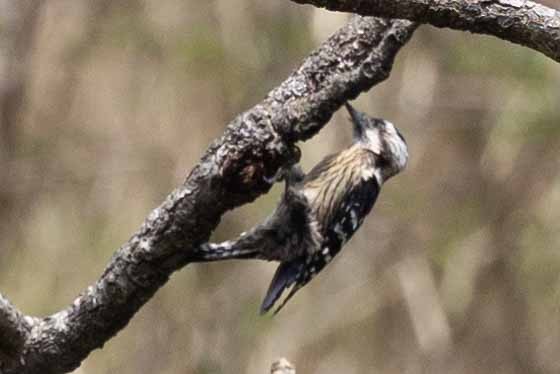 Gray-capped Pygmy Woodpecker - ML616767281