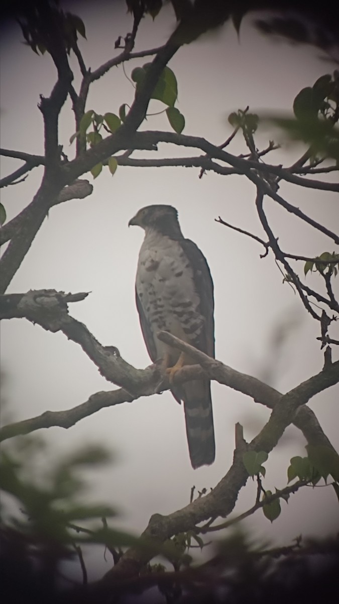 Gray-bellied Hawk - Oscar  Fria