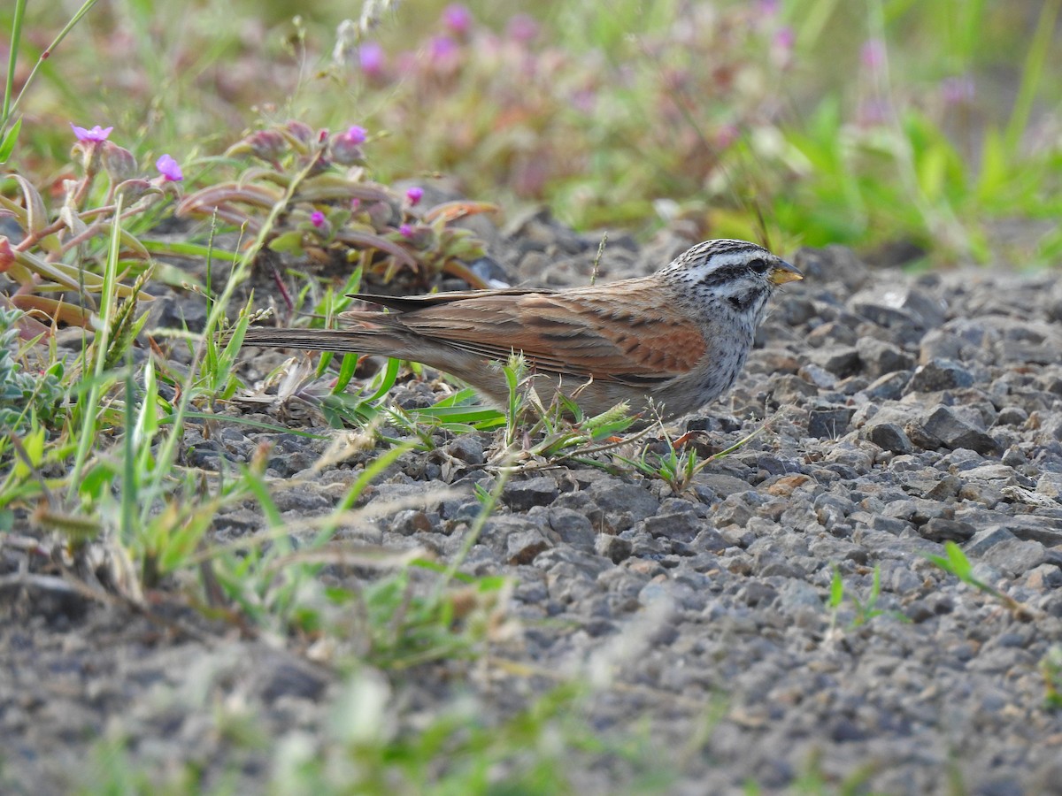 Striolated Bunting - ML616767294