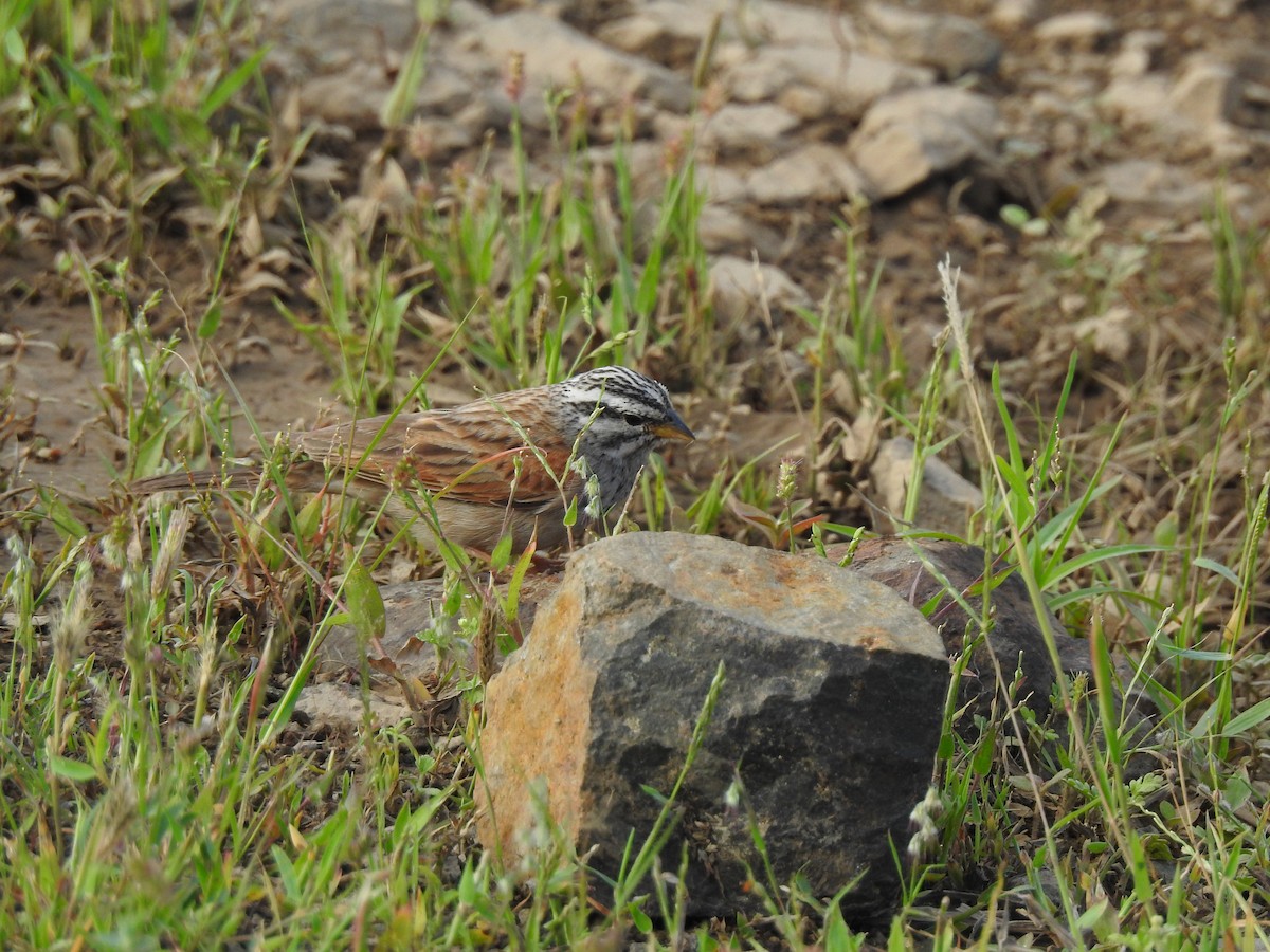Striolated Bunting - ML616767295